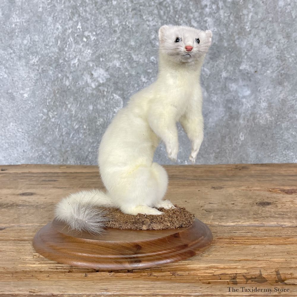 Ermine Life-Size Mount For Sale #27186 - The Taxidermy Store