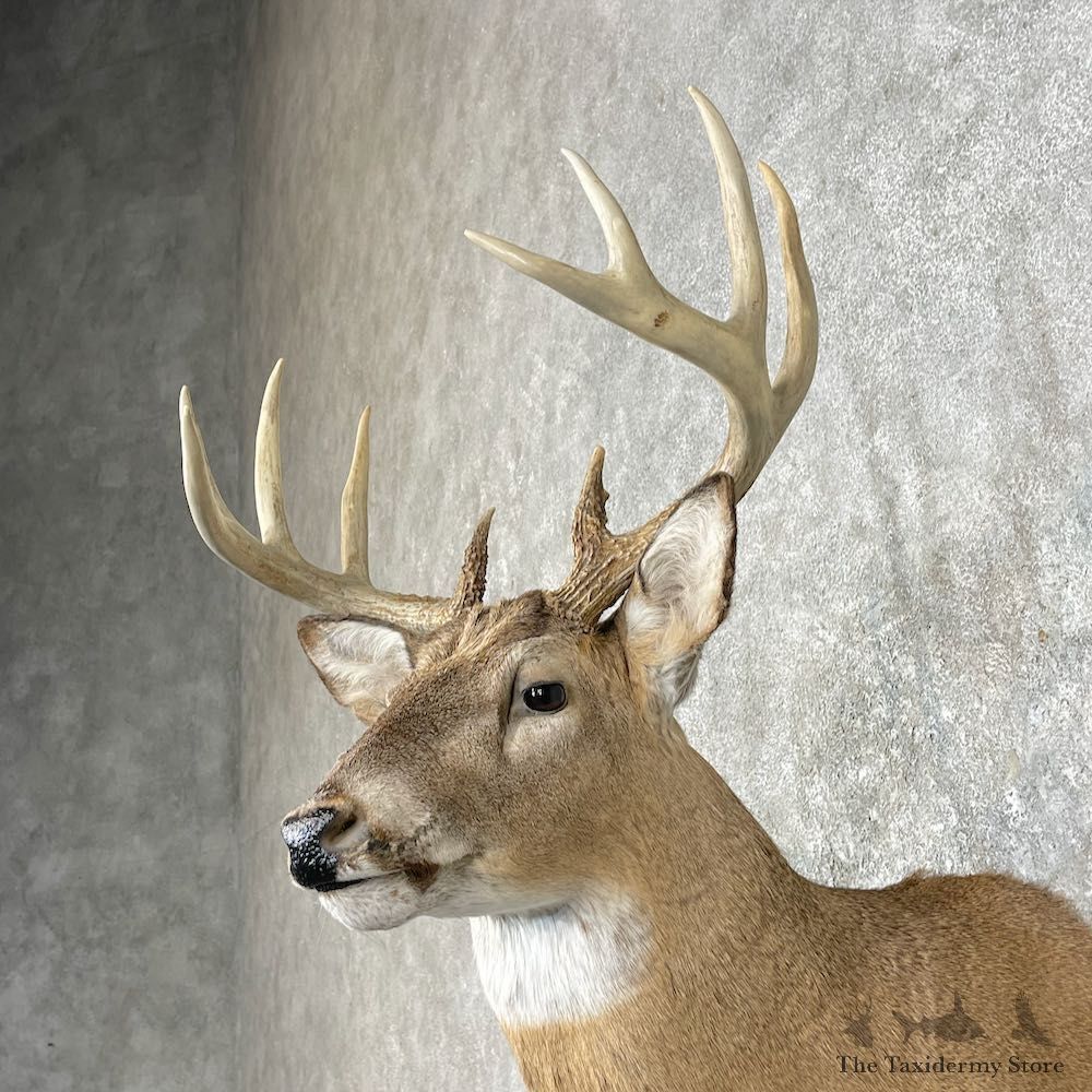 Whitetail Deer Shoulder Mount #25424 For Sale - The Taxidermy Store