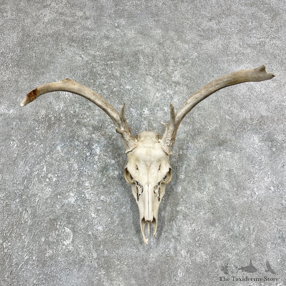 Whitetail Deer Skull European Mount For Sale #25905 @ The Taxidermy Store
