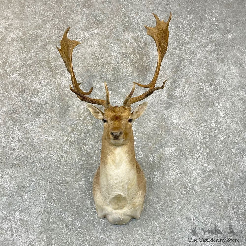 Fallow Deer Shoulder Mount For Sale #24946 @ The Taxidermy Store