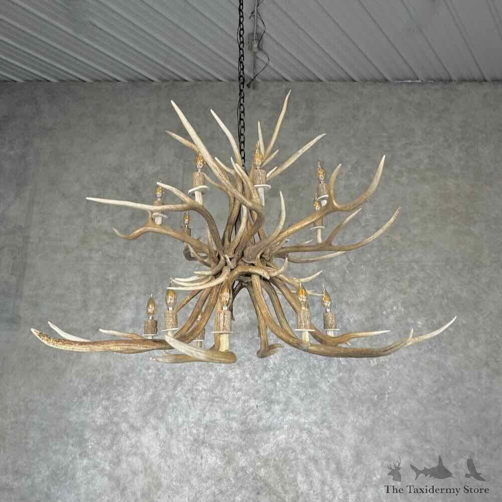 Axis Deer Antler Chandelier For Sale #31643 @ The Taxidermy Store