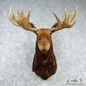 African Nyala Taxidermy Shoulder Mount #12925 For Sale @ The Taxidermy Store