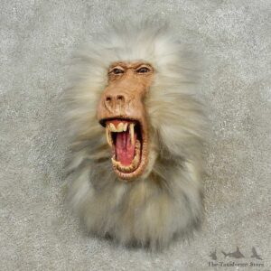 Reproduction Hamadryas Baboon Shoulder Mount For Sale #16602 @ The Taxidermy Store
