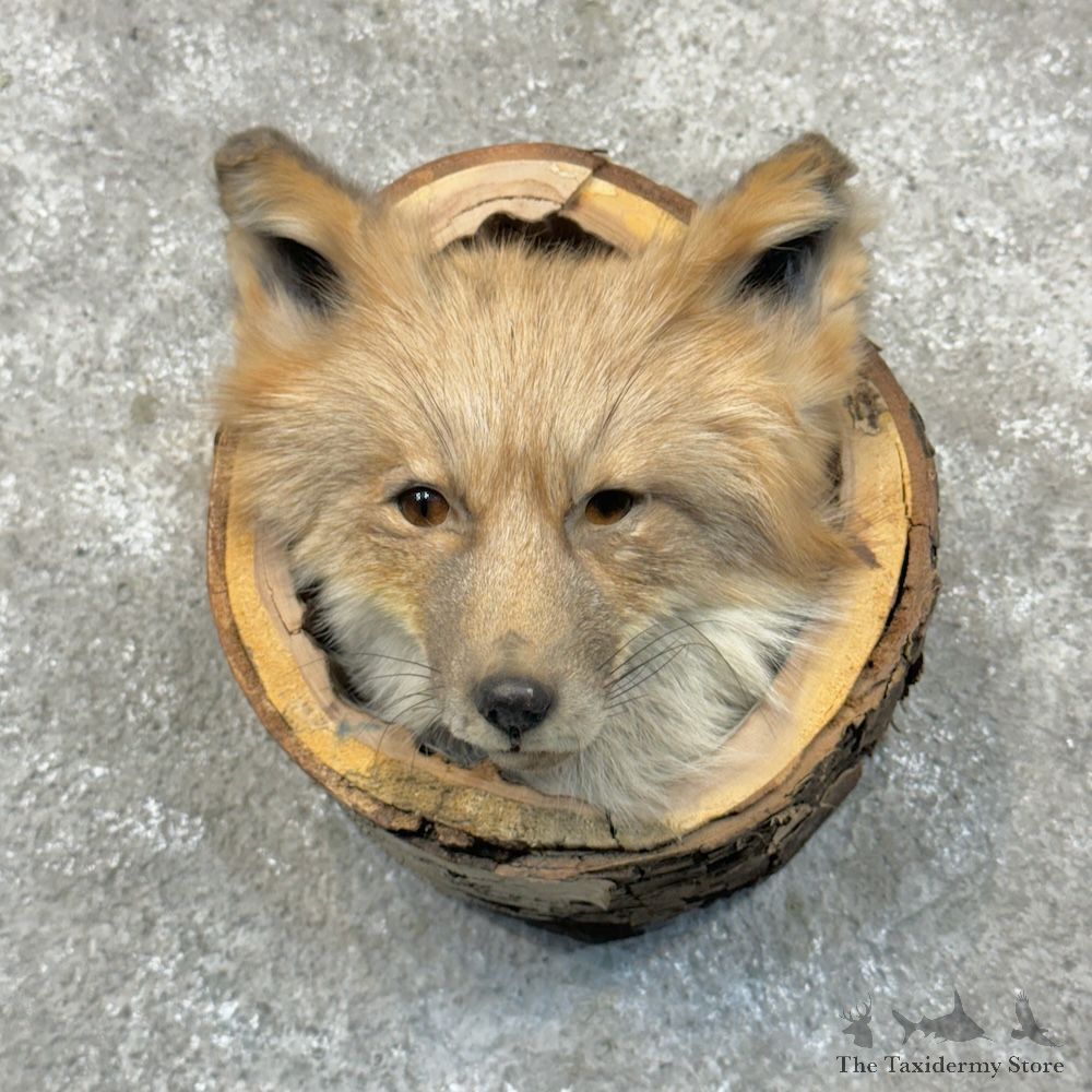 Cross Fox Head Mount For Sale #30678 @ The Taxidermy Store