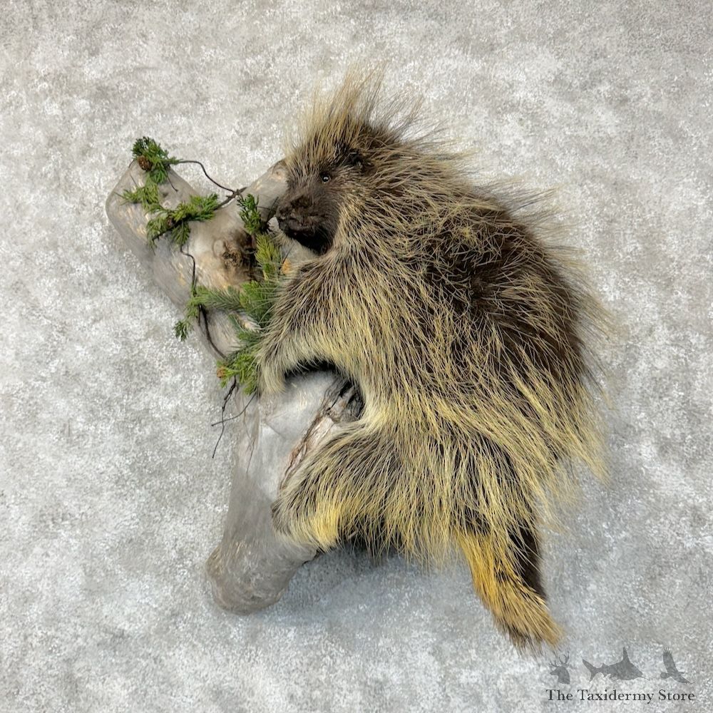 Porcupine Life-Size Mount For Sale #29583 @ The Taxidermy Store