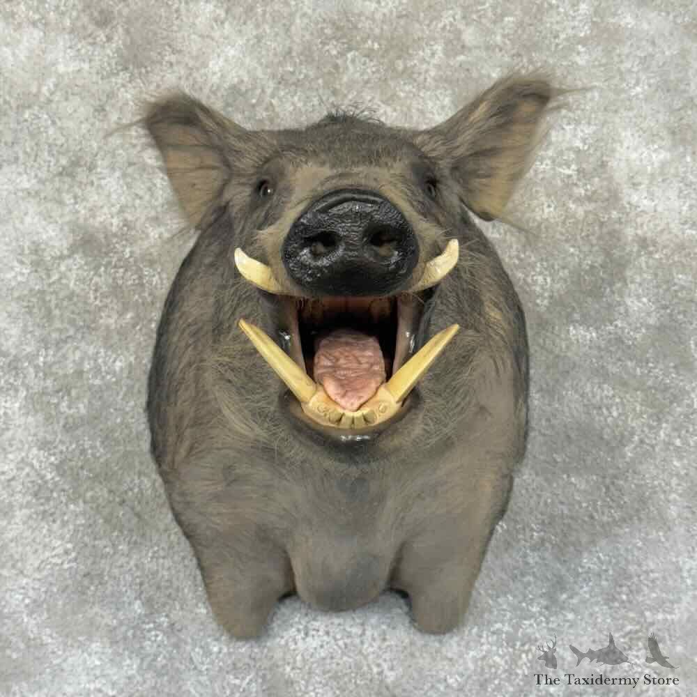Wild Boar Shoulder Mount For Sale #30860 @ The Taxidermy Store