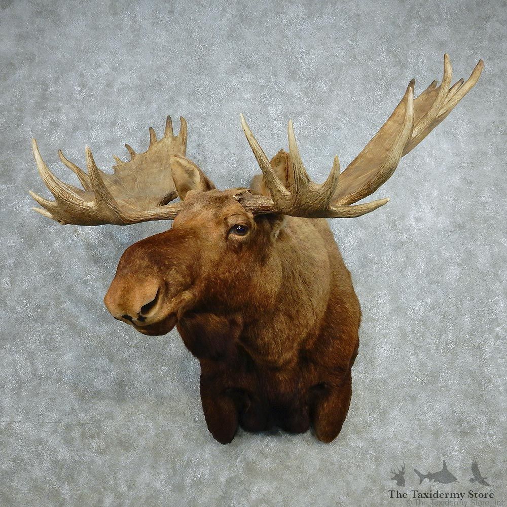 Alaskan Moose Shoulder Taxidermy Head Mount #12782 For Sale @ The Taxidermy Store