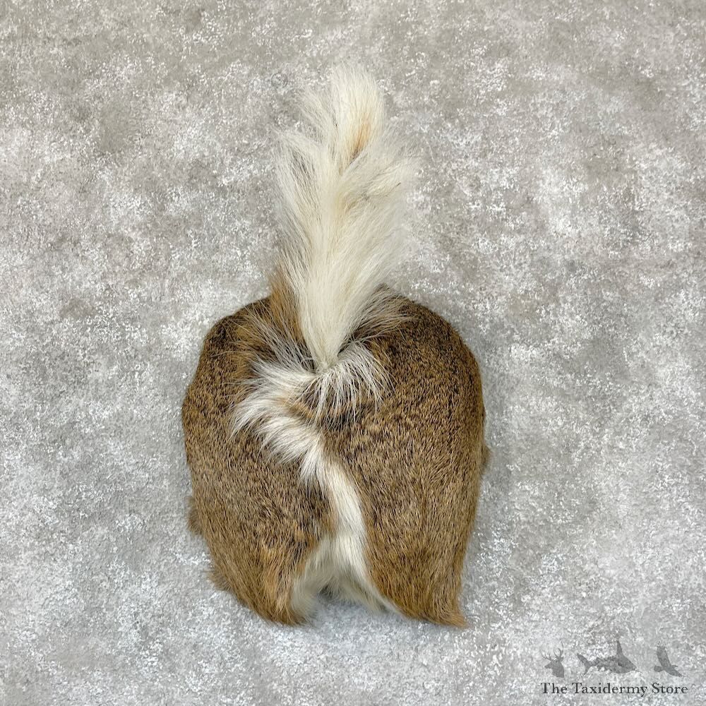 Whitetail Deer Rump Mount For Sale #28133 @ The Taxidermy Store
