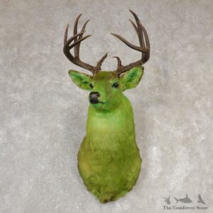 Legendermy Green Whitetail Deer Shoulder Mount For Sale #20517@ The Taxidermy Store