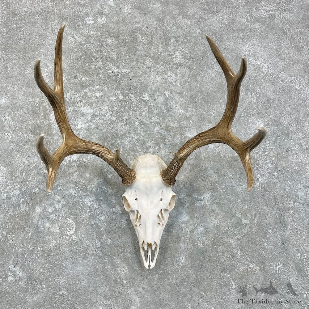 Mule Deer Skull Antler European Mount For Sale #27940 @ The Taxidermy Store