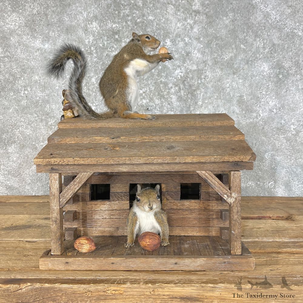 Squirrel Novelty Mount For Sale #25458 @ The Taxidermy Store
