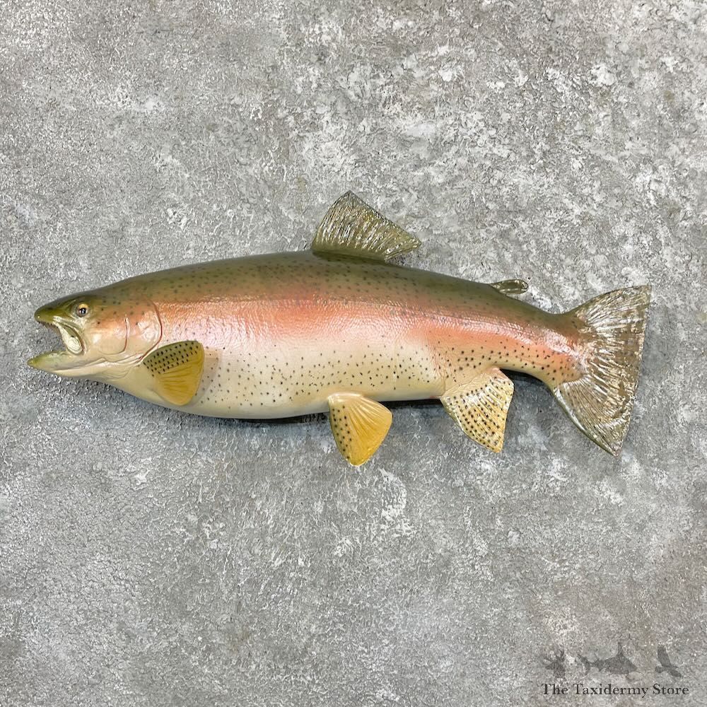 Rainbow Trout Fish Mount For Sale #27223 @ The Taxidermy Store