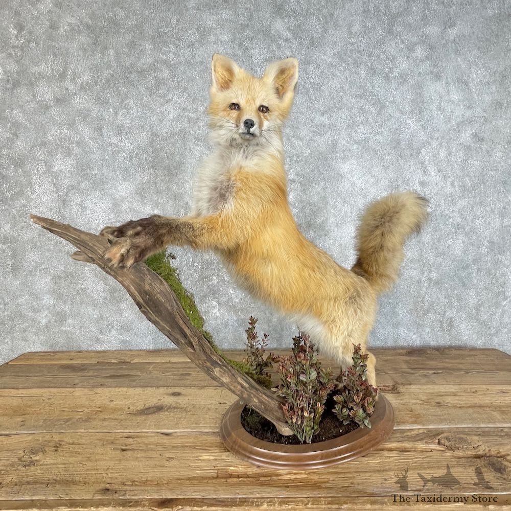 Red Fox Life Size Mount #25811 For Sale @ The Taxidermy Store