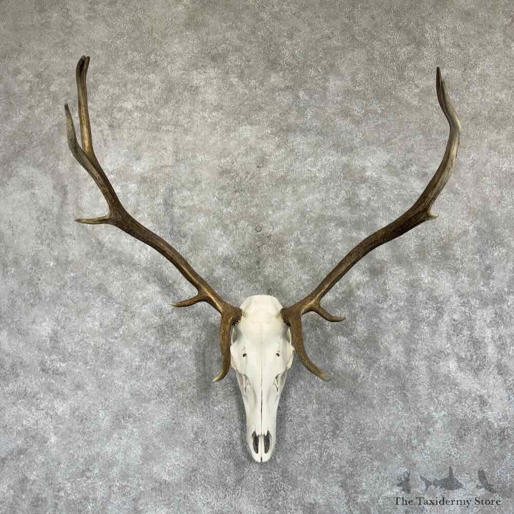 Rocky Mountain Elk Skull European Mount For Sale #31371 @ The Taxidermy Store
