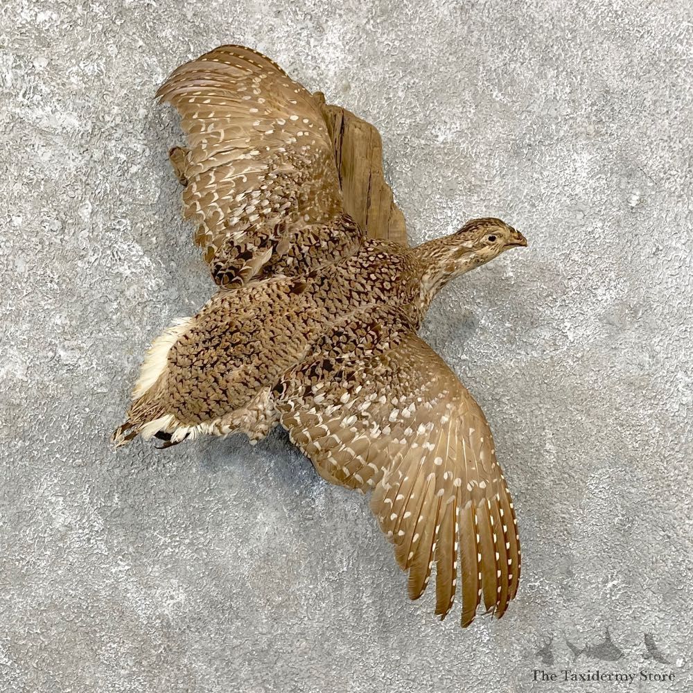 Sharp-tailed Grouse Bird Mount For Sale #24786 @ The Taxidermy Store