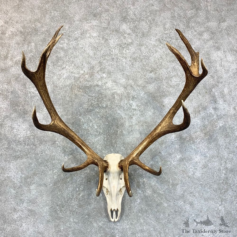 Red Deer Stag Skull European Mount For Sale #23554 @ The Taxidermy Store
