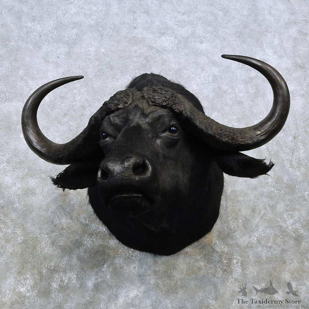 Cape Buffalo Shoulder Mount For Sale #14527 @ The Taxidermy Store