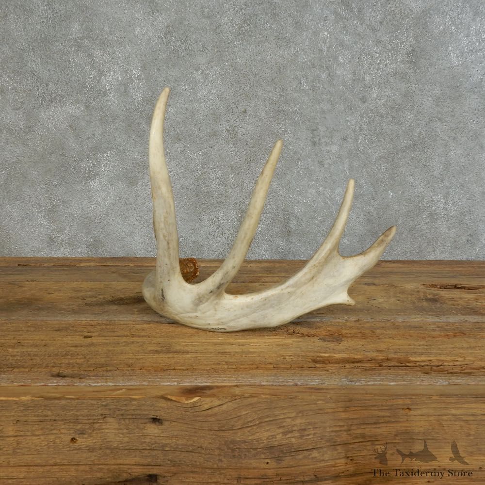 Whitetail Deer Antler Shed For Sale #16150 @ The Taxidermy Store