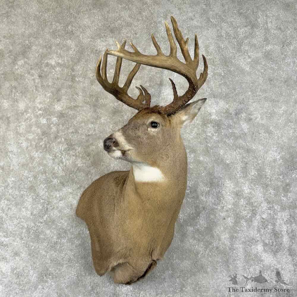 Whitetail Deer Wall Pedestal Mount For Sale #31490 @ The Taxidermy Store