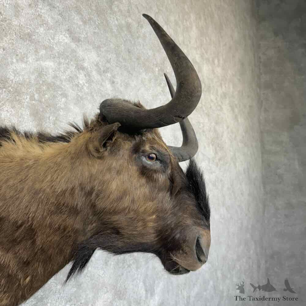 Black Wildebeest Shoulder Mount For Sale #30335 @ The Taxidermy Store