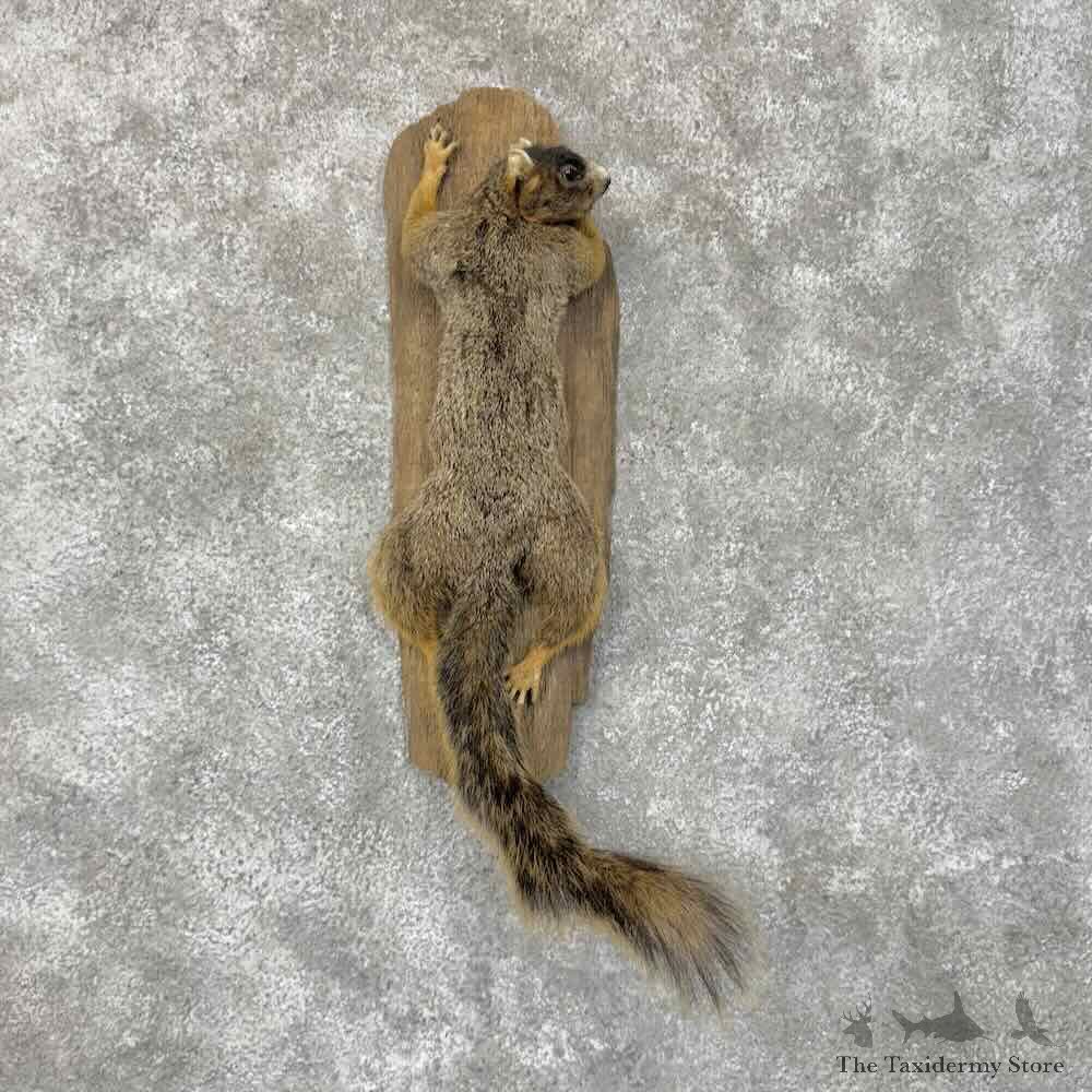 Shermans Fox Squirrel Life-Size Mount For Sale #30465 @ The Taxidermy Store