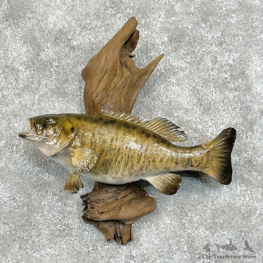 Smallmouth Bass Fish Mount For Sale #28520 @ The Taxidermy Store