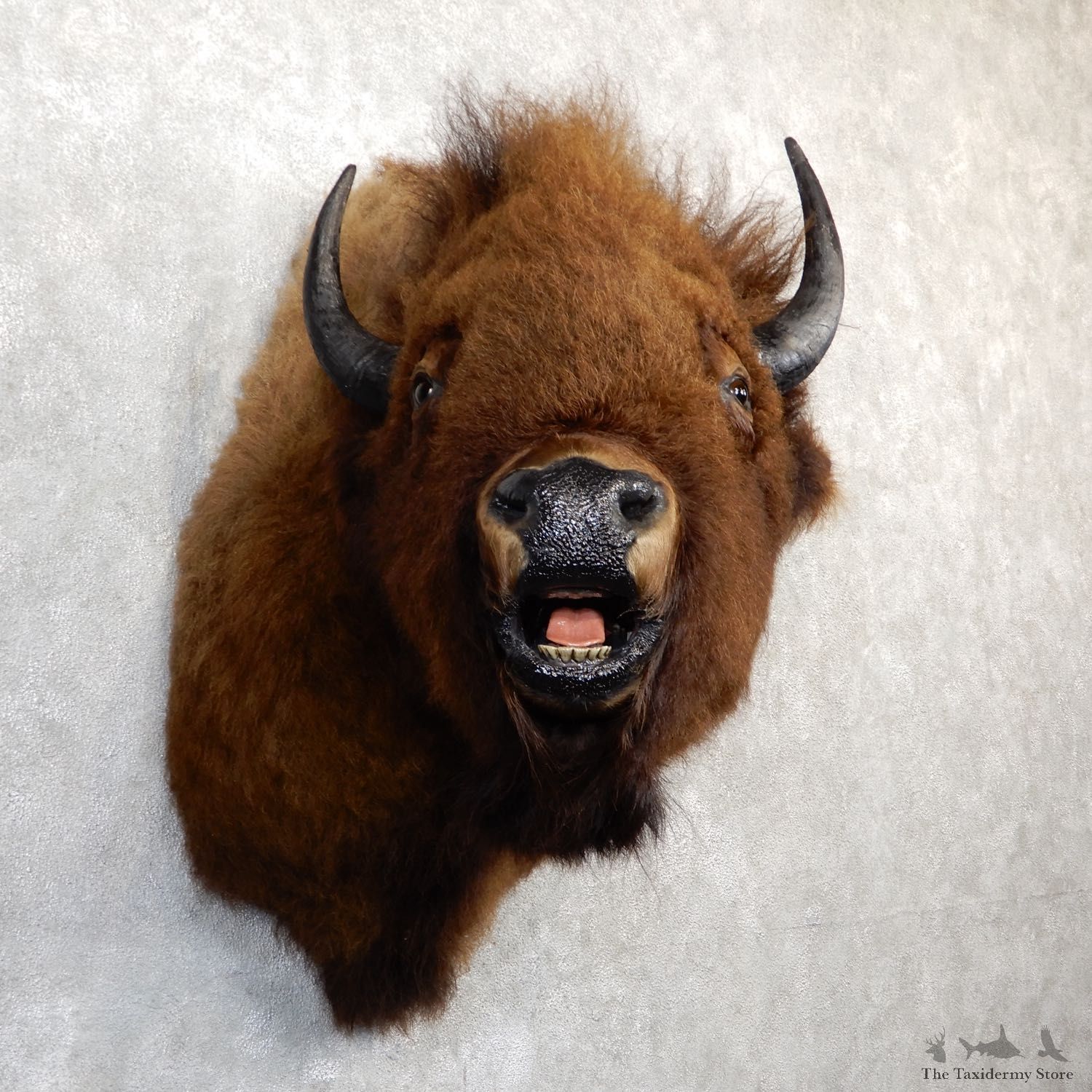 American Buffalo Shoulder Taxidermy Mount For Sale #19293 @ The Taxidermy Store