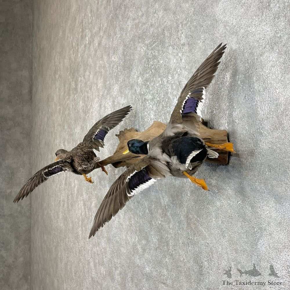 Mallard Drake and Hen Taxidermy Duck Mount For Sale #25759 - The Taxidermy Store