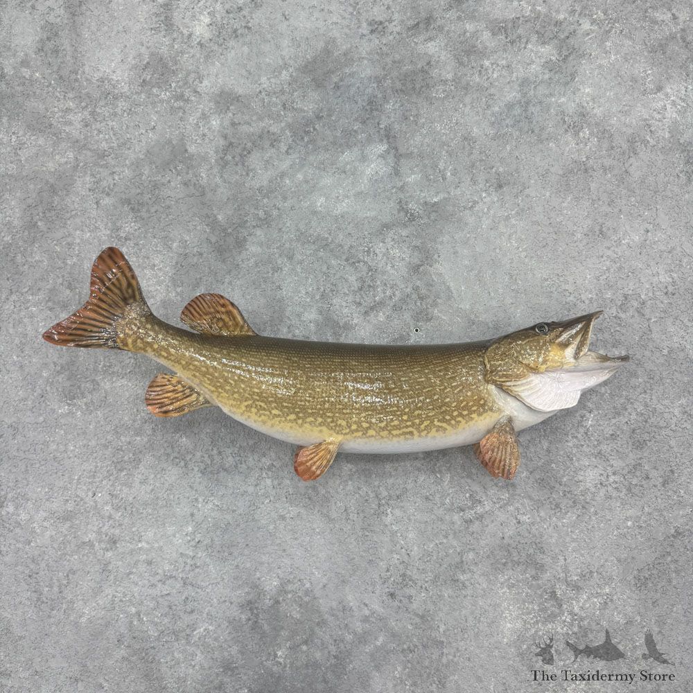 Northern Pike Fish Mount For Sale #32425 @ The Taxidermy Store
