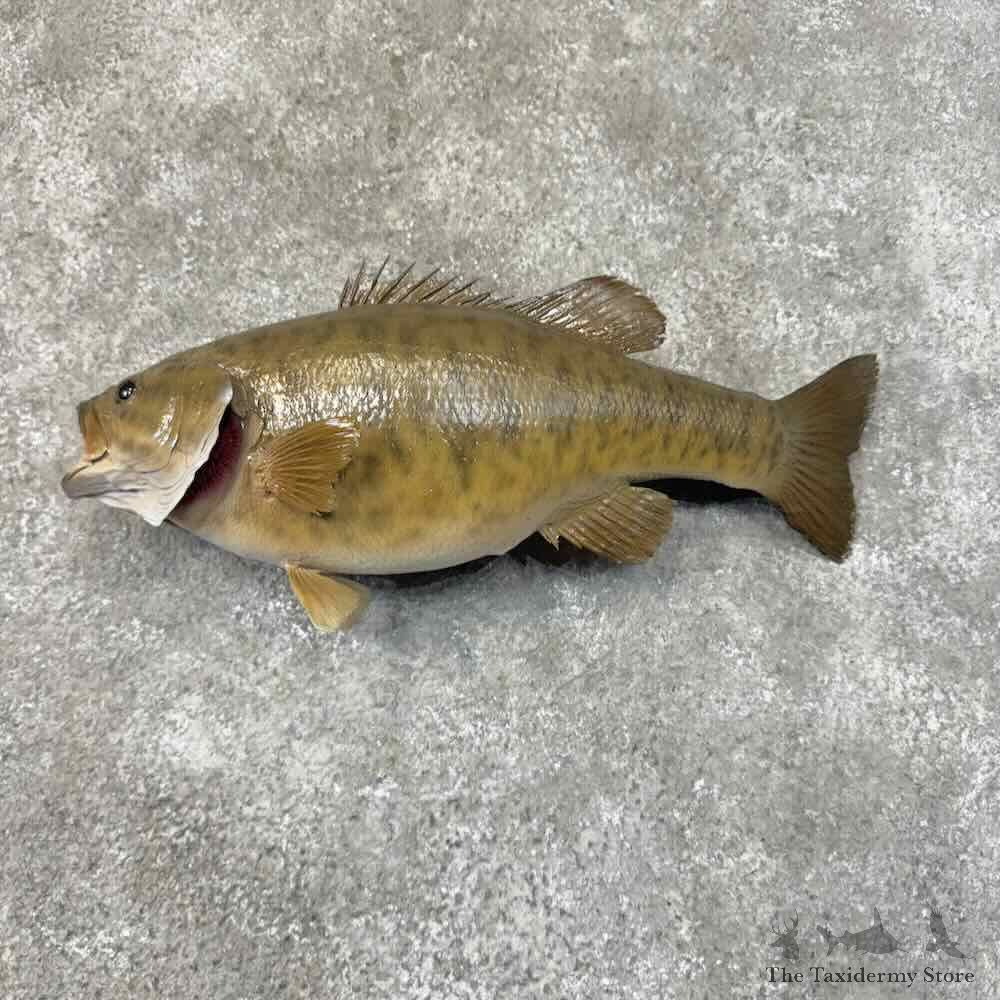 Smallmouth Bass Fish Mount For Sale #31273 @ The Taxidermy Store