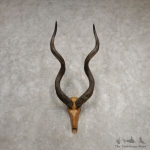Kudu Painted Skull Horn Taxidermy Mount For Sale #20479 @ The Taxidermy Store