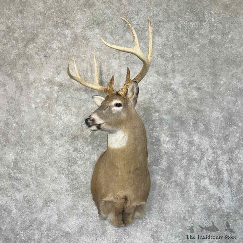 Whitetail Deer Shoulder Mount For Sale #30324 @ The Taxidermy Store