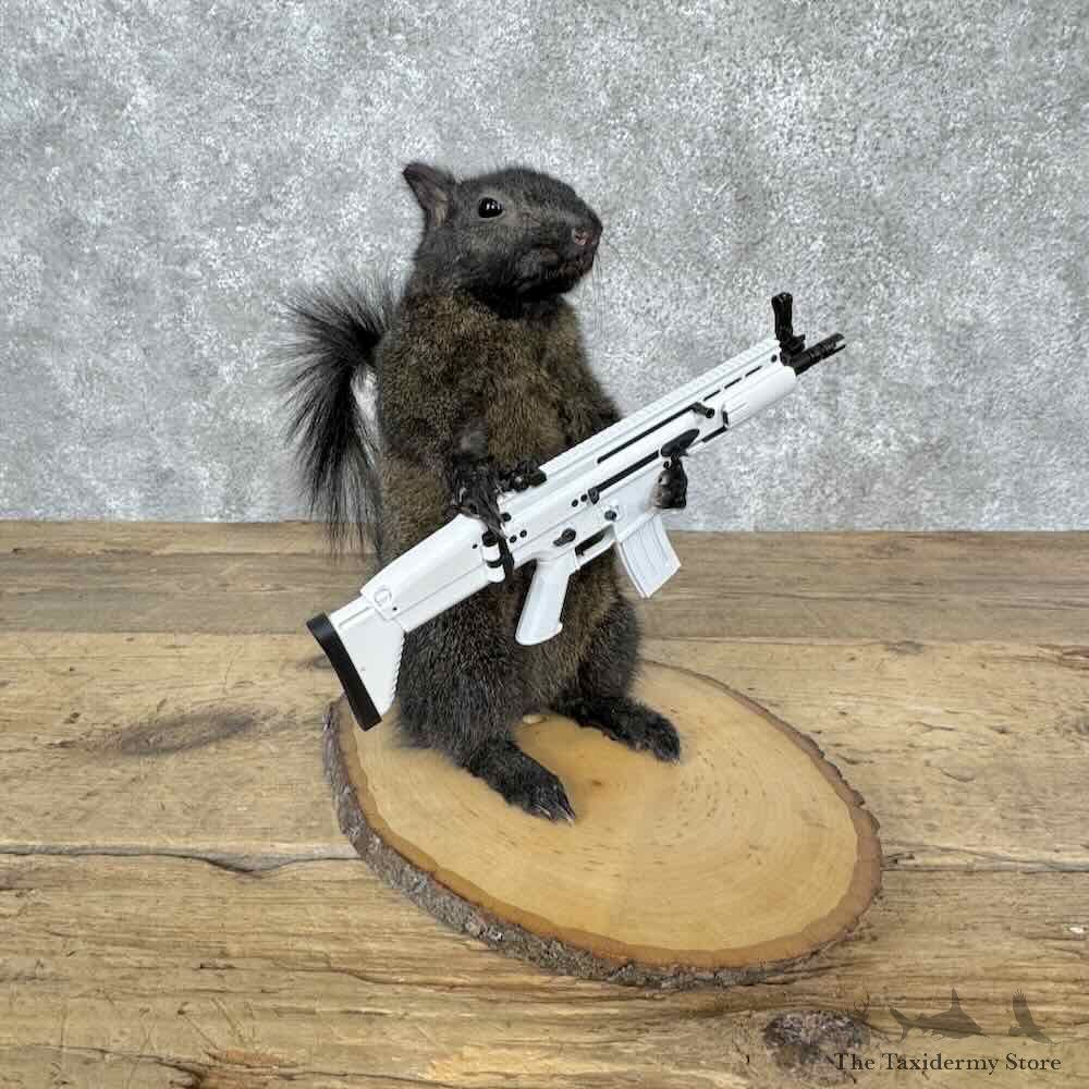 Novelty Black Squirrel Mount For Sale #31603 @ The Taxidermy Store