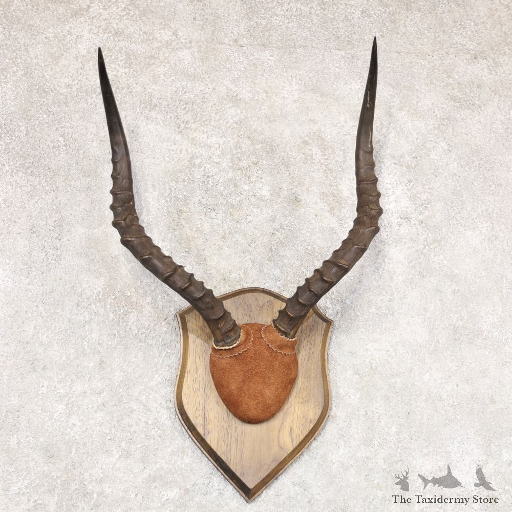 Impala Plaque Mount For Sale #22360 @ The Taxidermy Store
