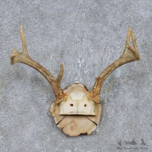 Whitetail Deer Antler Plaque Mount For Sale #14739 @ The Taxidermy Store