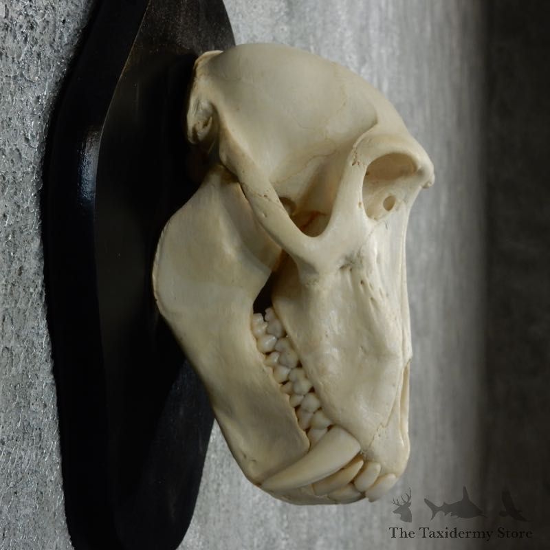 Chacma Baboon Skull Mount For Sale #18327 @ The Taxidermy Store
