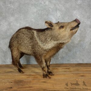Peccary Life-Size Mount For Sale #18218 @ The Taxidermy Store