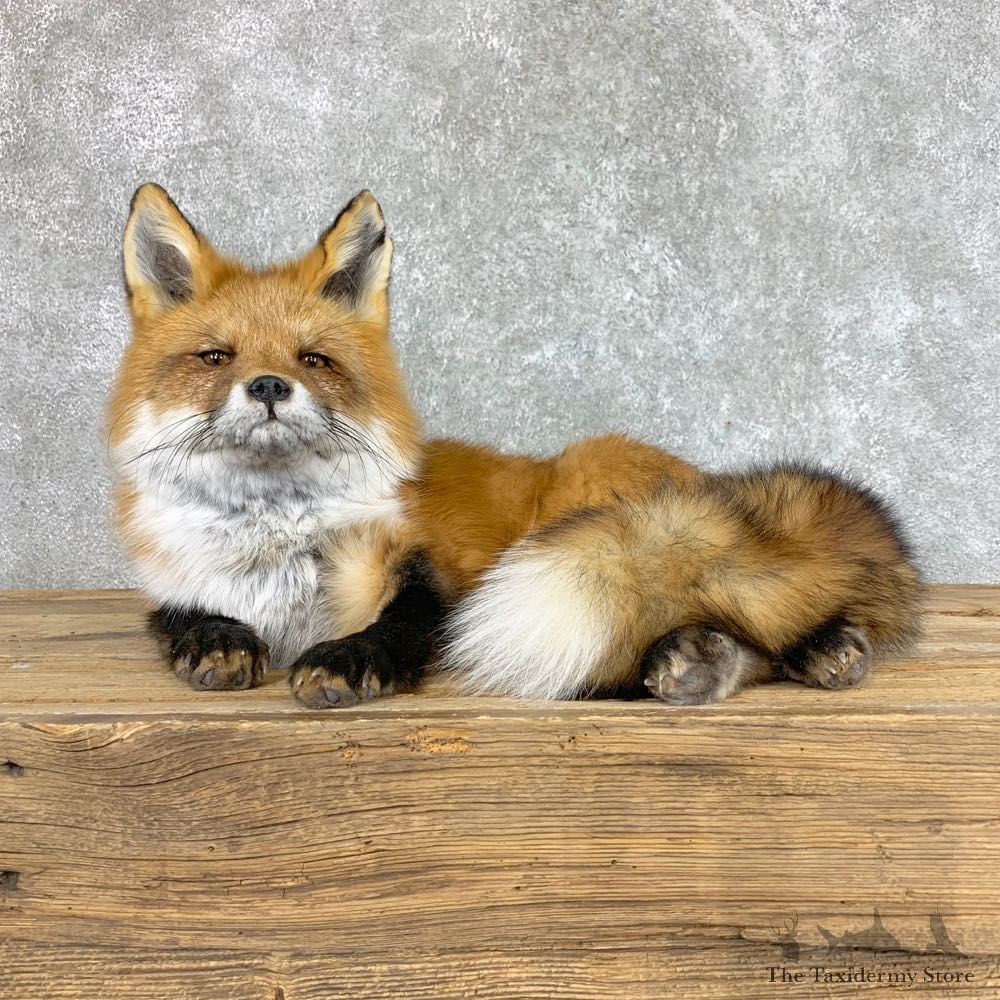 Red Fox Life-Size Mount For Sale #22422 @ The Taxidermy Store