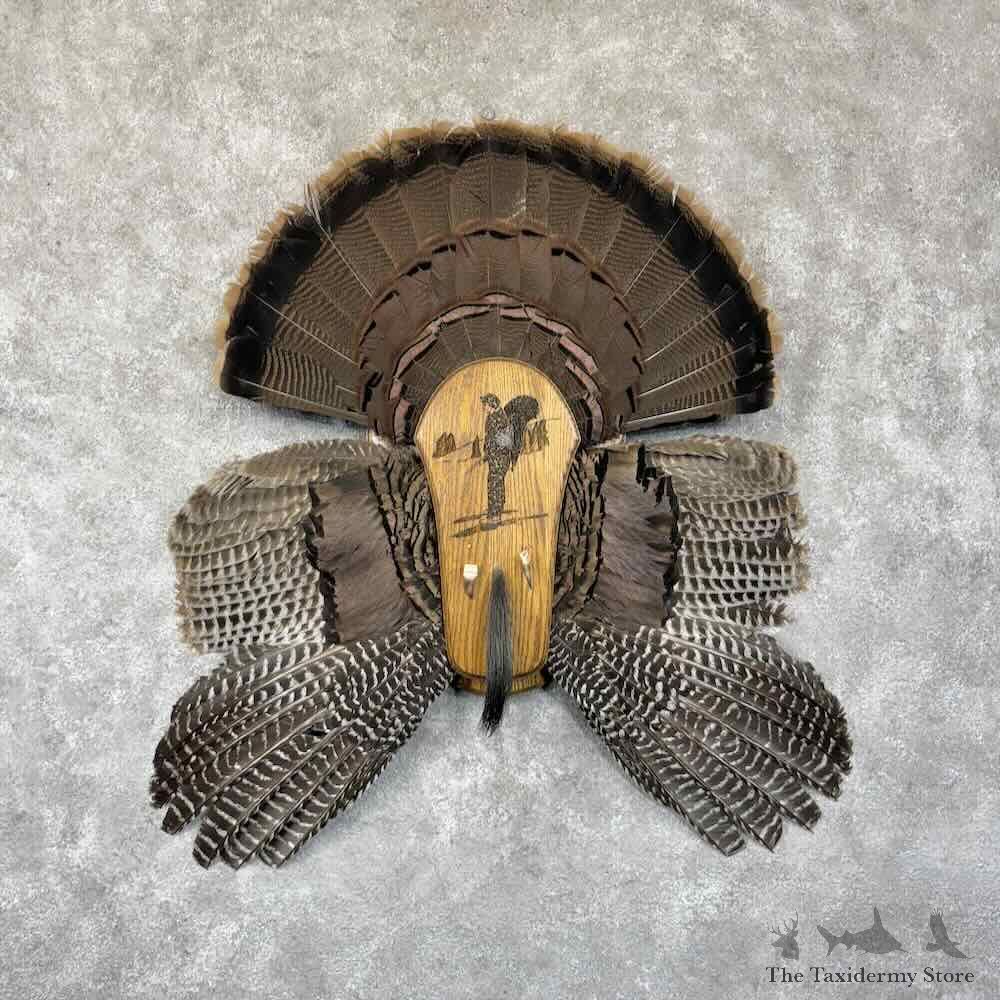 Eastern Wild Turkey Display For Sale #30783 @ The Taxidermy Store