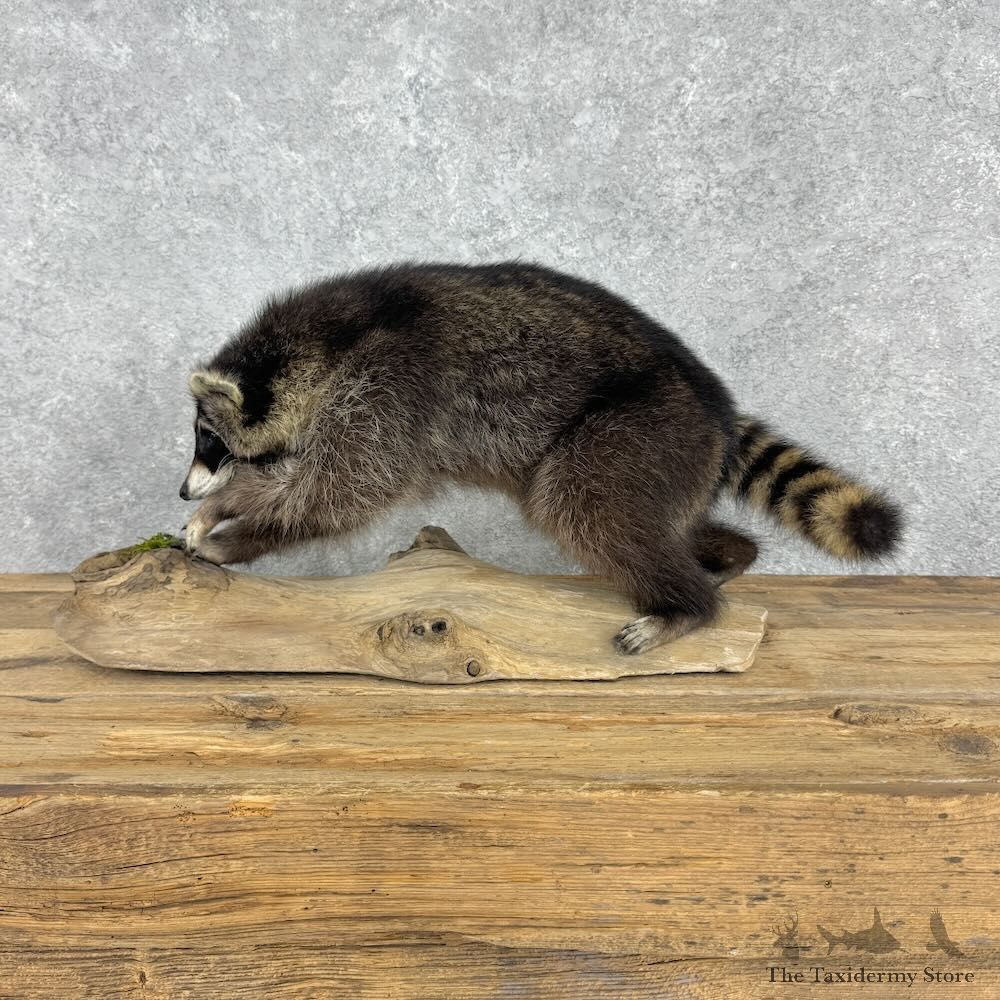 Raccoon Life Size Mount For Sale #32379 @ The Taxidermy Store