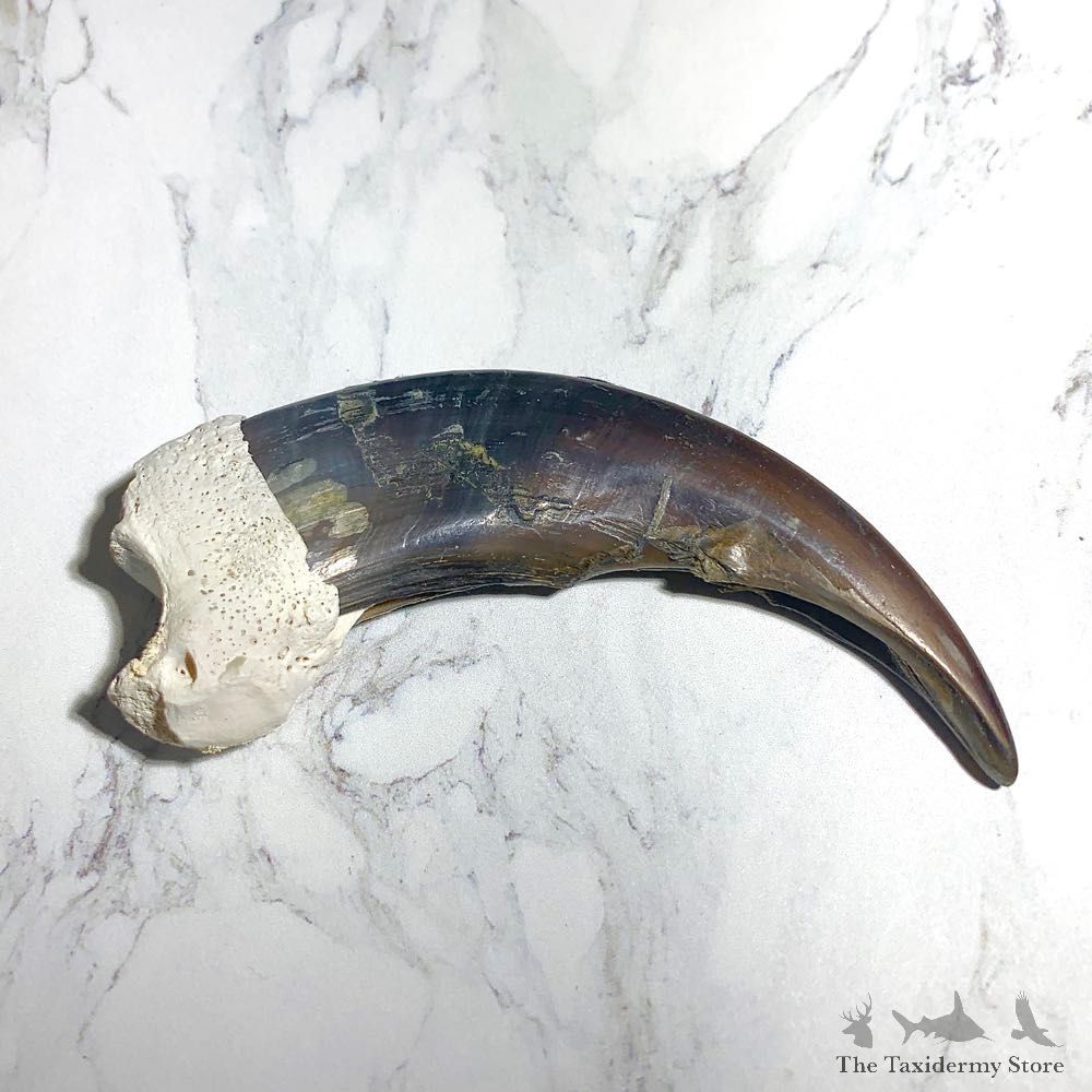 Grizzly Bear Claw For Sale #23787 @ The Taxidermy Store