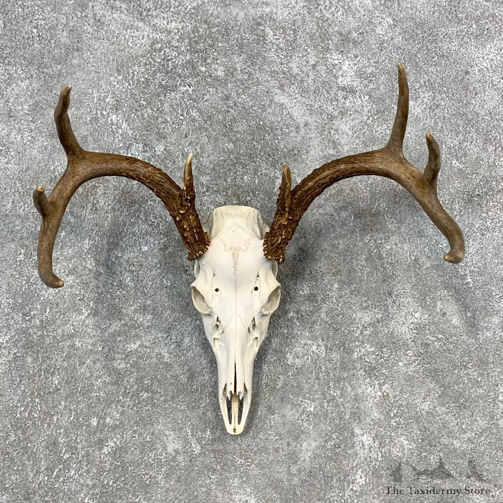 Whitetail Deer Skull European Mount For Sale #23287 @ The Taxidermy Store
