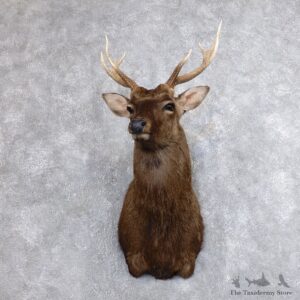Sika Deer Shoulder Mount For Sale #18630 @ The Taxidermy Store