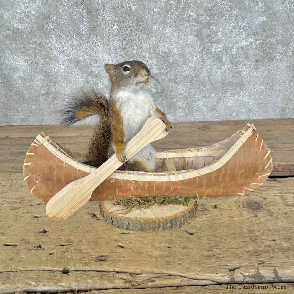 Canoeing Red Squirrel Novelty Mount For Sale #31588 @ The Taxidermy Store