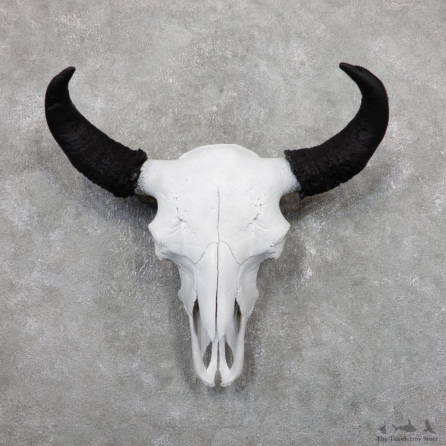 Buffalo Bison Skull Mount For Sale #19452 @ The Taxidermy Store