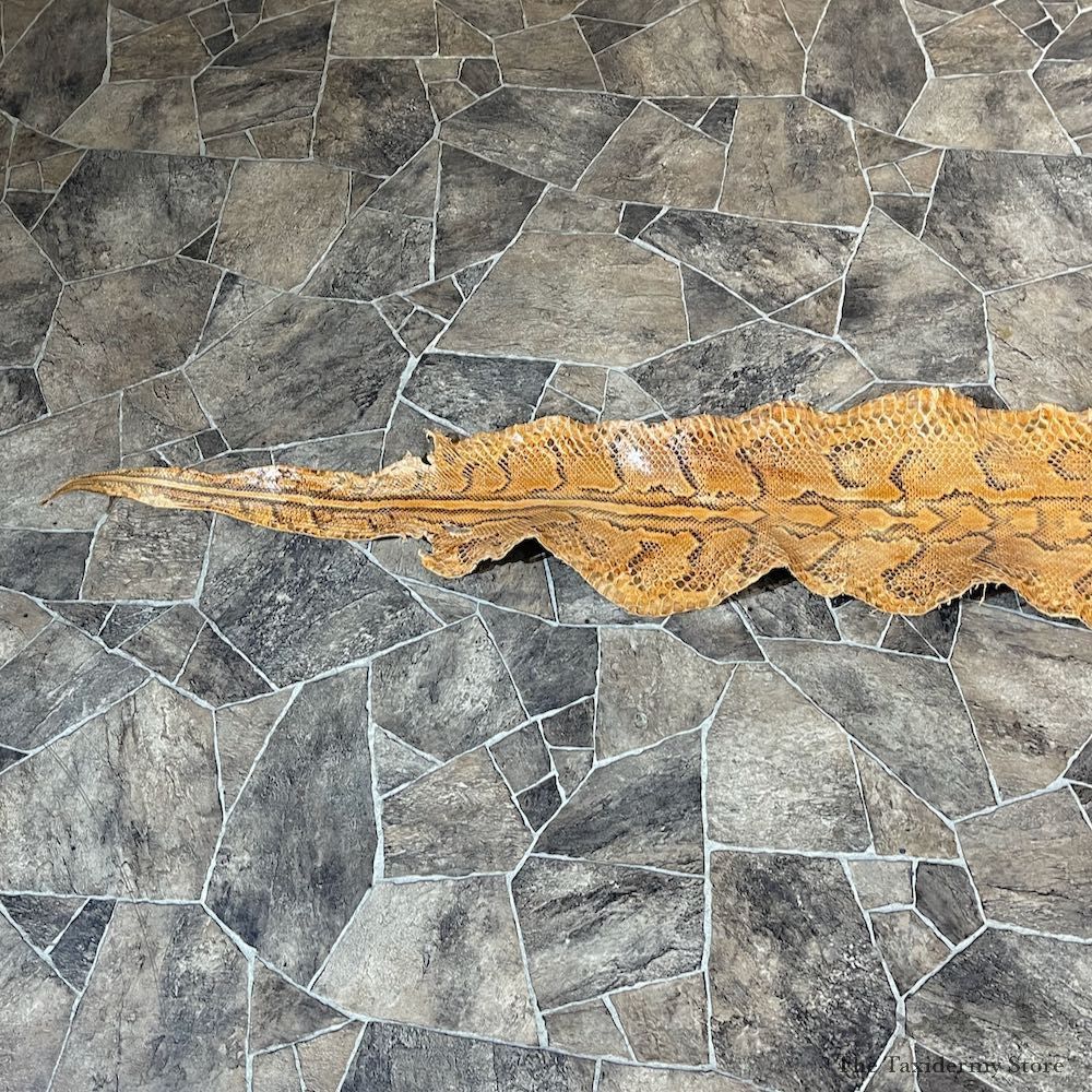 Rock Python Snake Mount For Sale #26283 @ The Taxidermy Store