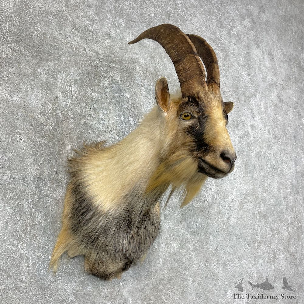 Feral Goat Shoulder Mount For Sale #25782 @ The Taxidermy Store