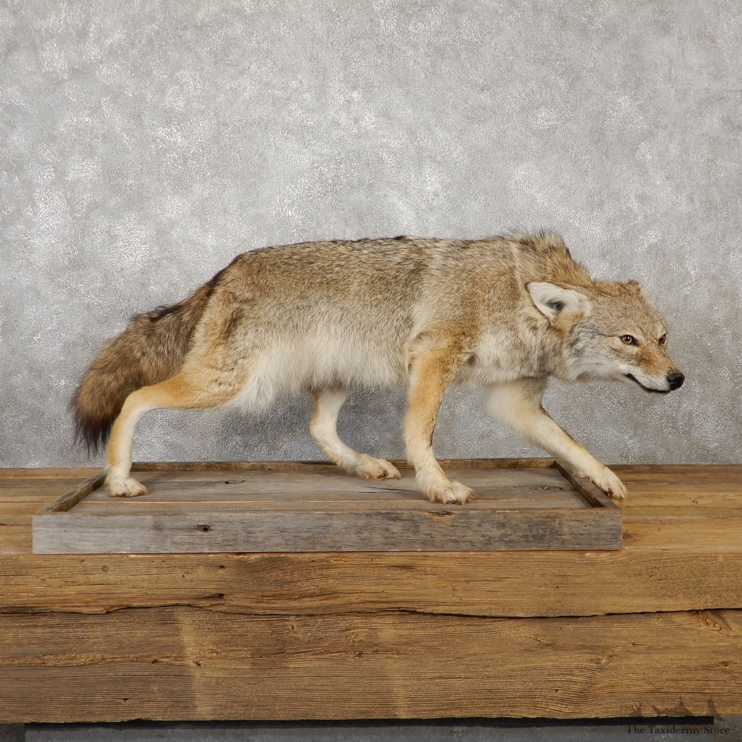 Coyote Life-Size Mount For Sale #19237 @ The Taxidermy Store