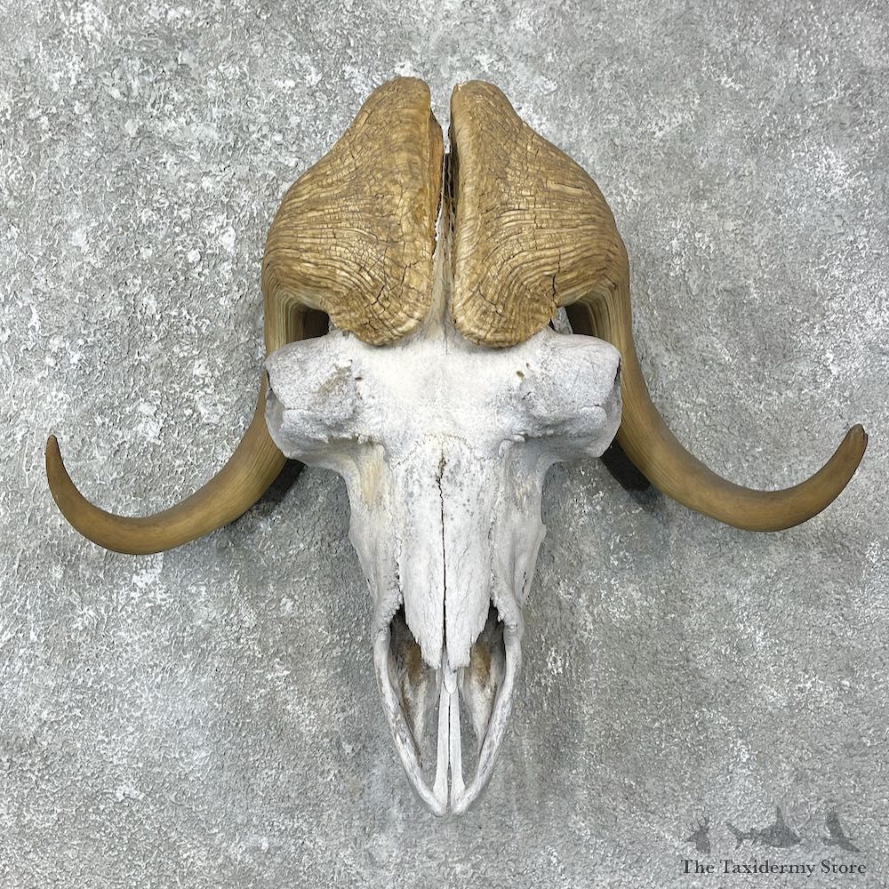 Muskox skull Mount For Sale #25924 @ The Taxidermy Store