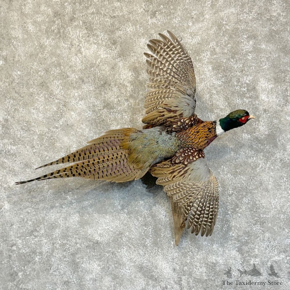 Ringneck Pheasant Bird Mount For Sale #28866 @ The Taxidermy Store